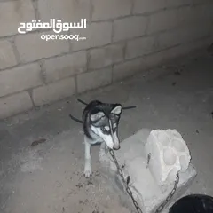  3 جوز هاسكي بيور