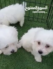  5 Maltese cute puppies