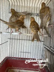  3 مخاليف كنار كرزي