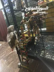  6 African grey fully tamed and playful