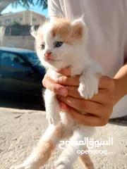  2 قطط لتبني طبربور