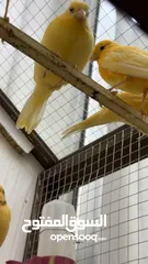  4 قفص بحالة ممتازة مع 6 حبات كنار مشكل