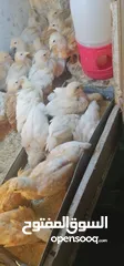 11 بيض لوهمان البزره الاصليه