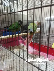  11 جوز كنيور جرين شيك هاي رد شغال للبيع  لا تتصل ألا اذا كنت بدك تشتري