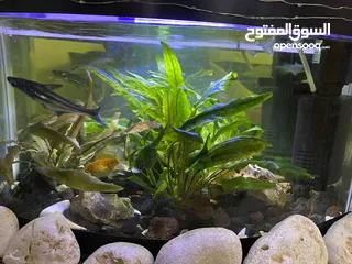  1 حوض سمك مرتب ورايق