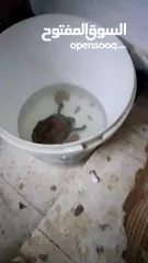  2 سلحفاه برمائية ذكر للبيع