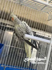  1 عصفور كوكتيل