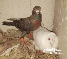  14 حمام جواز بصلات على نبي الحبه ب دينارين واغلبو تحتيو فراخ وبيض
