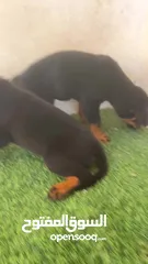  2 Rottweiler puppy male