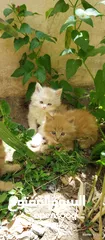  22 قطط شيرازي من المعدوم (3 قطط )عمر شهرين