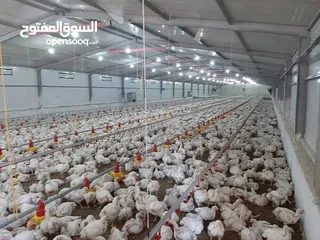  2 مزرعة دواجن مغلق مجهزه باحدث التقنيات