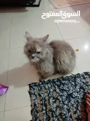  17 Persian cat