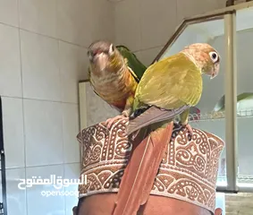  2 ببغاء الكونيور ذو الخد الأخضر 2 Green cheek conure parrots  2