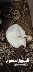  2 قطة تبني  أنثى وليست للبيع
