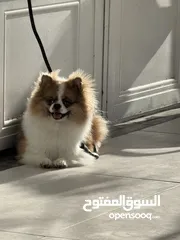  3 كلب بومارينيان عمر سنة و3 اشهر مدرب و معو اثباتاتو و يوجد به طفرة بعينو