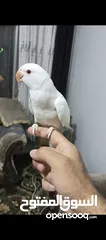  4 ببغاء دره هندي البينو عين حمرا عمرو 4 اشهر تقريبا اليف جدا عجينه ما بعض بطلع على الايد وبداية كلام