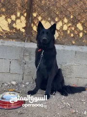  5 جلب جيرمن لونك هير