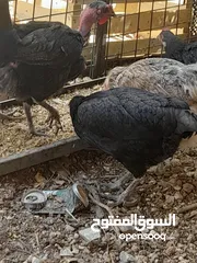  11 جاج محلق جامبو اسود سك فرختين وديك..        .......