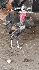  3 دجاج ابو عنيق