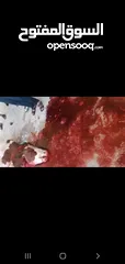  3 لحامين لذبح الاضاحي عجول و خرفان
