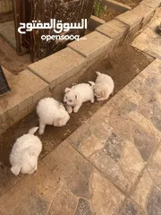  4 جراوا فرنسي للبيع