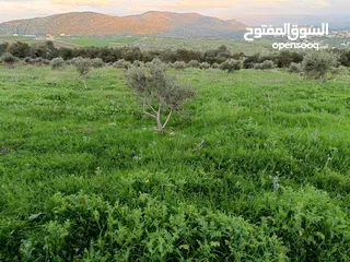  6 مشروع سلحب الاول