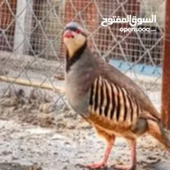  3 حجل شغال ابيض رملي بلدي