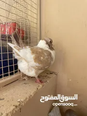  2 حمام المدينه الاروبي الكنج