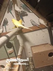  13 متوفر 5 جواز حب بسم الله ما شاء الله تعال وشوف بعينك