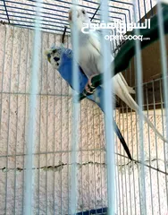  2 طيور حب للبيع