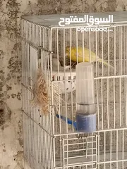  3 طيور كناري للبيع