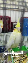  4 جوز كوكتيل شغال 100% لاتينو