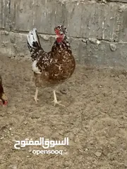  8 للبيع فروخ دجاج عربي قديم ترثه افرق بيور اصلي