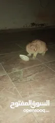  2 قط سكوتش للبيع