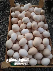  7 بيض عماني مخصب