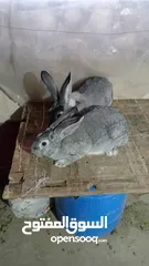  2 ارانب هجين  وحاضنتين للبيع