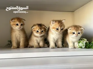  10 اللي يدور ذهب حقيقي  سكوتش جولدن ذكور اقراء الوصف