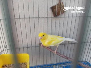  2 فحل كنار ليموني للبيع