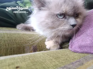  2 قطه انثى موقع ضاحية الامير حسن