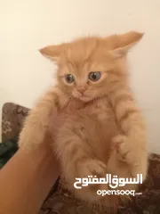  4 قطط شيرازي