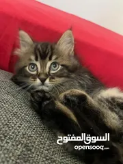  13 للبيع قطط عمر شهرين 2 سكوتش  1 بريتش 1 شانشيلا مكس بريتش