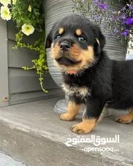  2 Rottweiler puppy for Adoption