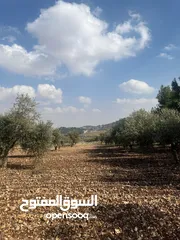  7 فرصة العمر مزرعة زيتون راقية  طريق اربد عمان كافه الخدمات 17 دونم و نص منتجه