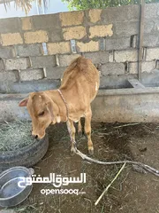  1 عجله عمانيه