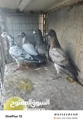  23 11 جوز مساويد، كشامره هومرات محيرات بواز مزهورات اسطنابله