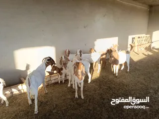  3 ماعز خليط موجود كمية
