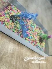  4 حوض سمك مكتبي او غرفة نوم المقاسات متوفرة بالوصف
