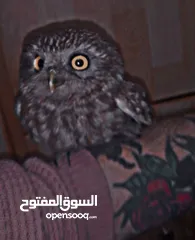  3 بوم فراخ  عقابي اوراسي اليف  بوم مقزم اليف سعره 40  وخدمة توصيل