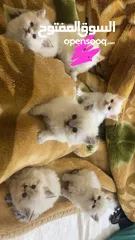  2 قطط هملايا للبيع