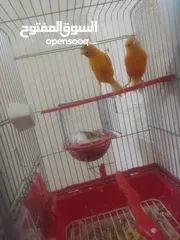  2 جوز فيشر + وجوزكنار جواز سغاله